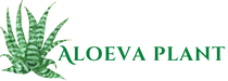 Minha loja – Início