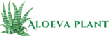 aloeva plant